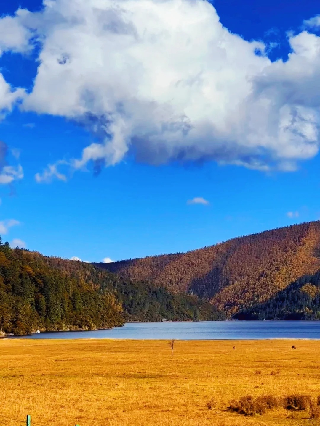 11.16live实拍📸香格里拉最美赏秋地🍁_1_春城在逃生活家_云南-香格里拉-来自52tours 我爱旅游网